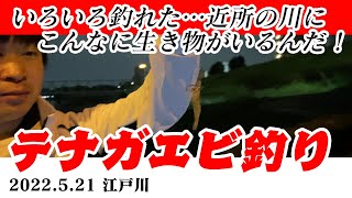 【2022.5.21】初心者のテナガエビ釣り【江戸川】