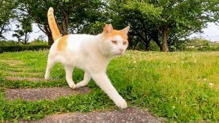 橋の上で休んでいた公園の猫と何時もの東屋まで一緒に向かった