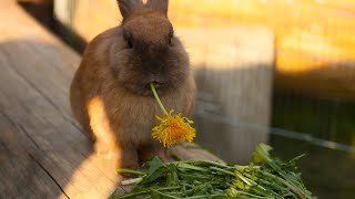 Hungry rabbit eats its favorite dandelion flower 飢餓的短耳兔兔子挑出了它最愛吃的蒲公英花