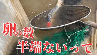 産卵しました、しかし大量の卵が・・#koifish #koi