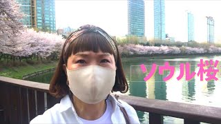 【韓国ソウルの桜🌸名所】コロナ禍で花見中止チャムシル駅石村湖世界で五番目に高い'【ロッテワルドタワー】