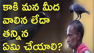 కాకి మన మీద వాలిన లేదా తన్నిన ఏమి చేయాలి?