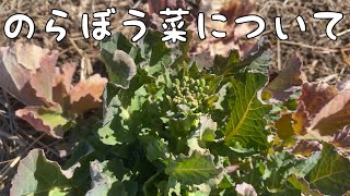 【のらぼう菜について】　＊育て方・菜の花の様子＊