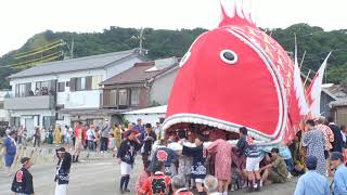 豊浜鯛祭り中洲地区の大鯛海へ向かう