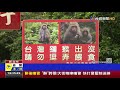 獼猴入侵社區 強摘果實.硬闖民宅嚇壞住戶