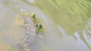 Big Snakehead from the Potomac Pt. 1