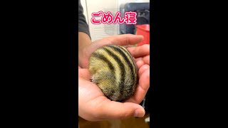 完璧なごめん寝