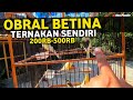 JUAL KENARI BETINA RING OMEZ BUAT PERSIAPAN KENARI IMPORT