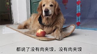 金毛为了吃上铲屎官的饭演技炸裂，不给我吃你也别吃·，戏精小狗