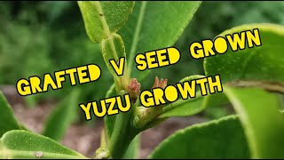 Grafted Yuzu v Seed grown Yuzu