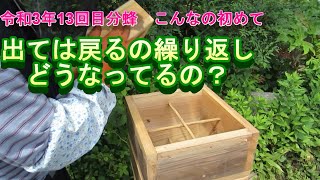 令和3年13回目の分蜂