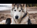 No Bad Dogs Podcast- Kelly Lund and Loki The Wolfdog