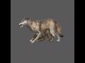 Wolf pup and alpha  #wolves #wildcraft #wildcraftpvp #wildcrafheat