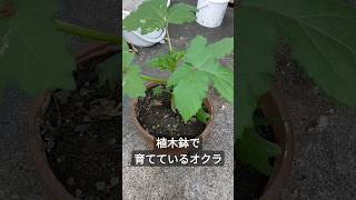 植木鉢で育てているオクラに蕾が出来てきました。楽しみです #ぼっちおじさん #家庭菜園 #オクラ