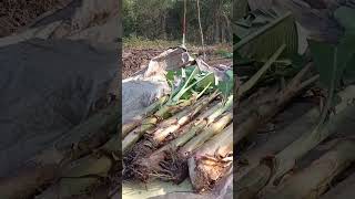 Tumpang Sari Pisang Kepok dengan Kelapa Sawit