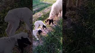 Pure Wool Delight: Welcoming Our Adorable Lamb to the World!"#pets #viral #shorts #ytshorts #sheep