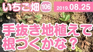 いちご畑【106】手抜き地植えで根づくかな？