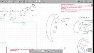 Biochimica | TAPPA 1 GLICOLISI ( meccanismo di reazione Esochinasi )