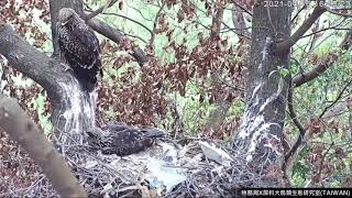 20210416黑鳶幼鳥布丁上樹精彩鏡頭_屏東黑鳶巢位直播回顧(老鷹巢)