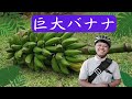 バナナをゲット/トッケイ発生harinya japanesia(インドネシア語字幕付き)