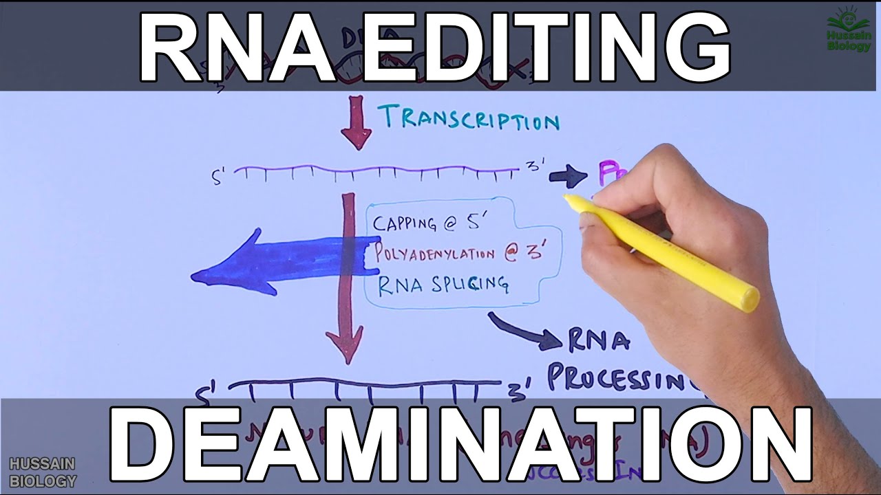 RNA Editing Process - YouTube