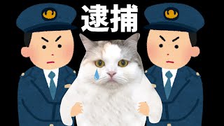 ついにあの事件の犯人を目撃しました！【関西弁でしゃべる猫】 【猫アテレコ】