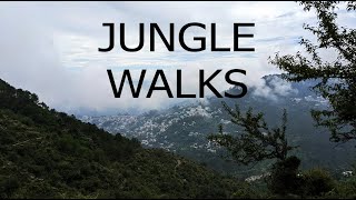 4K Walks and Treks: Dharamkot, Himachal Pradesh #happyyogi #dharamkot #mcleodganj #travel #vlog