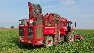 Bieten oogst met HOLMER Exxact T430. Landb. Westerhof Woldendorp.