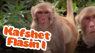 Kafshët flasin 1 | NGOP.TV