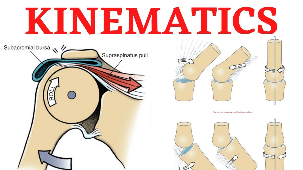 Biomechanics. Kinematics, Osteokinematics & Arthrokinematics. - YouTube