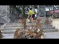 Monkey And Dog Feeding Beautiful Video
