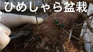 リスクと隣り合わせ取り木と根接ぎ一緒に行ったヒメシャラ盆栽の植え替えどうなってる？経過・生産者小品盆栽職人だからこそできる技が繰り広げられる。・やじま園＠盆栽タネ