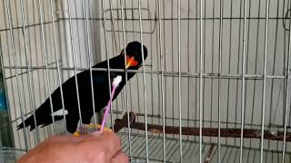 #bird សារិកាកែវវងចេះនិយាយ😀🐦 (102)