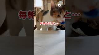 これで遊んでください｜PECO #三毛猫 #猫 #愛猫家 #猫のいる暮らし #猫動画 #calicocat #cat #catlover #catlife