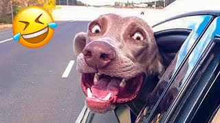 Funniest Dogs And Cats Videos 😅 - Best Funny Animal Videos 2022 😜👌 #8