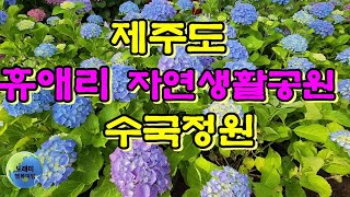 제주도휴애리/수국정원여행/5월에가볼만한곳/봄꽃축제/제주가볼만한곳/수국/korea/jejuhappytrip