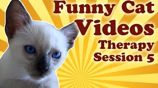 Funny Cat Videos Therapy 5: Video Compilation of Funny Cats Fighting Mirrors And Other Cats