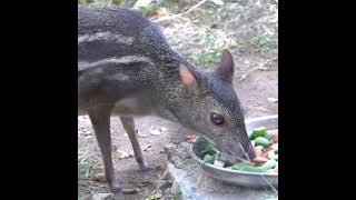 Indian Chevrotain