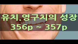 [기초치과]유치,영구치의 성장 요약정리 및 문제풀이