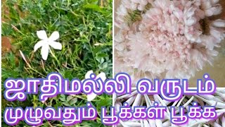 ஜாதிமல்லி பூச்செடி வருடம் முழுவதும் பூக்கள் பூக்க/ ஜாதி மல்லி பூச்செடி வளர்ப்பது எப்படி