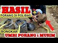 Bongkar Porang Media Polibag | Hasil Umbi Porang Usia 1 musim