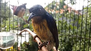 Channel Pusat Kicau Burung