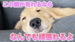 【お家に来て1ヶ月！ソファー荒らして大満足犬】【アラサー独身ひとり暮らし】