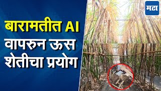 Baramati | Adding technology to agriculture, successful sugarcane farming using AI in Baramati