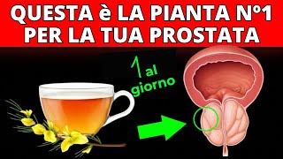 plant n1 that improves the prostate HOW TO PREPARE IT