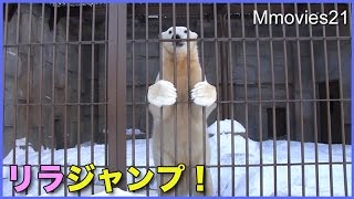 檻に向かってジャンプ！ホッキョクグマ リラ