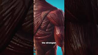 The Strongest Muscle In Your Body 🤨 (not what you think)