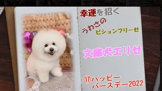 幸運を招くうわさのビションフリーゼ文庫犬エリゼ⑰ハッピーバースデー2022