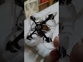 two indestructible frames the crown by webleedfpv and the cockroach v3 by newbeedrone