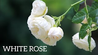 White Roses | White Blooms | Rose Flower Photos